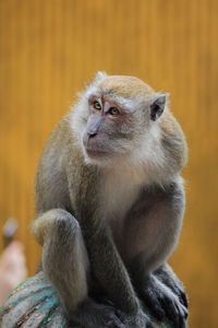 Portrait of monkey sitting outdoors