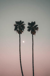 Low angle view of silhouette coconut palm tree against sky