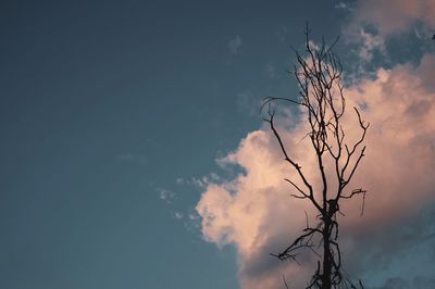 Low angle view of bare tree against sky