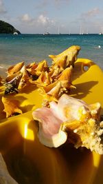 Close-up of fresh beach against sky