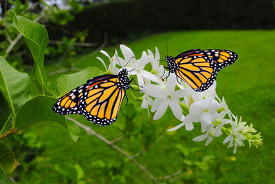 Close-up of butterfly pollinating on flower