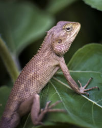 Close-up of a lizard