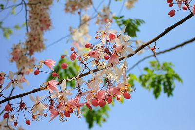 Low angle view of cherry blossoms in spring