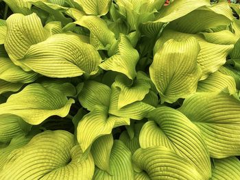 Full frame shot of fresh green leaves