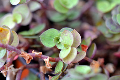 Close-up of flowering plant