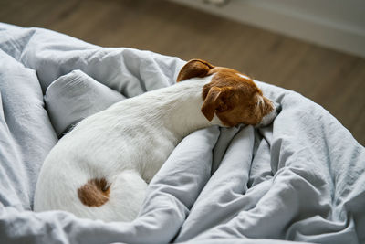 Close up shot of cute dog sleeping in bed.