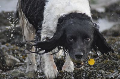 Portrait of black dog