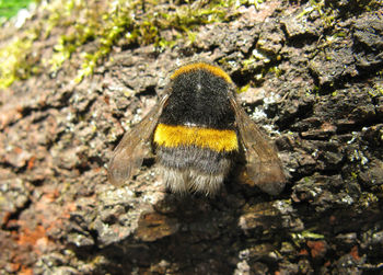 Close-up of insect on rock