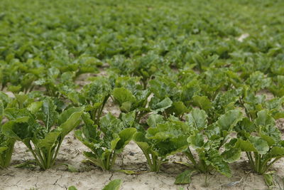 Plants growing on field