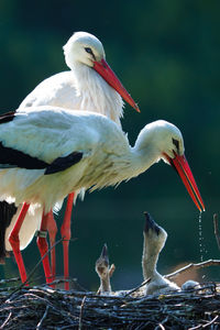 Seagull perching on a bird