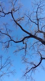 Low angle view of bare tree against clear blue sky