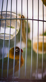 Close-up of bird in cage