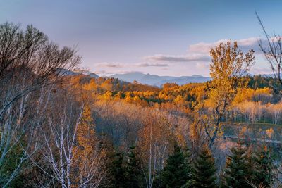 Plants growing on land against sky during autumn
