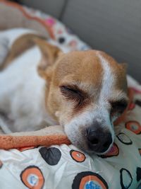 Close-up of a dog resting on bed