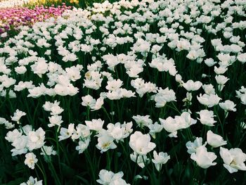 White flowers blooming on plant