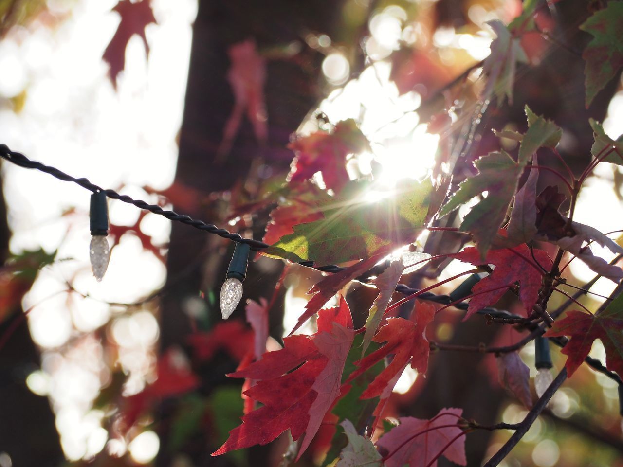 LOW ANGLE VIEW OF AUTUMNAL LEAVES AGAINST TREE