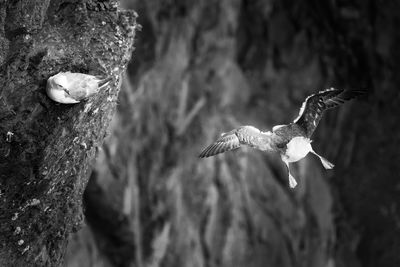 Close-up of bird flying