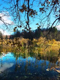 Scenic view of lake in forest