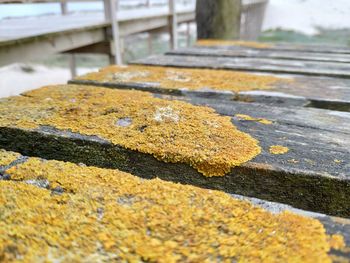Close-up of yellow surface level of wood