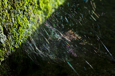 Close-up of water drops on leaf