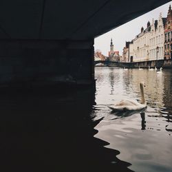 Swans swimming in river by buildings