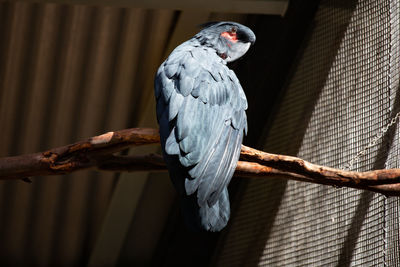 Low angle view of parrot perching on tree