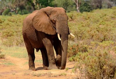 Elephant wandering in samburu