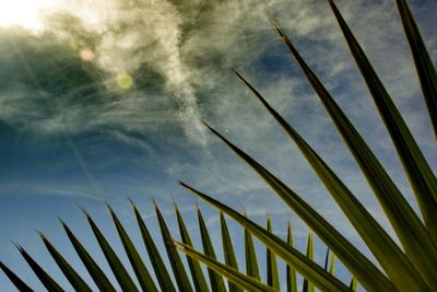 Low angle view of palm tree against sky