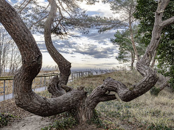 Bare trees on field against sky
