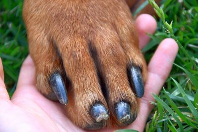 Close-up of person holding dog