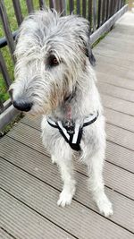 Close-up of dog sitting outdoors