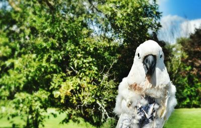 Close-up of a bird against plants