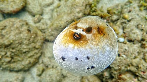 Close-up of jellyfish in sea