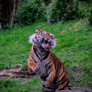 Tiger in a zoo