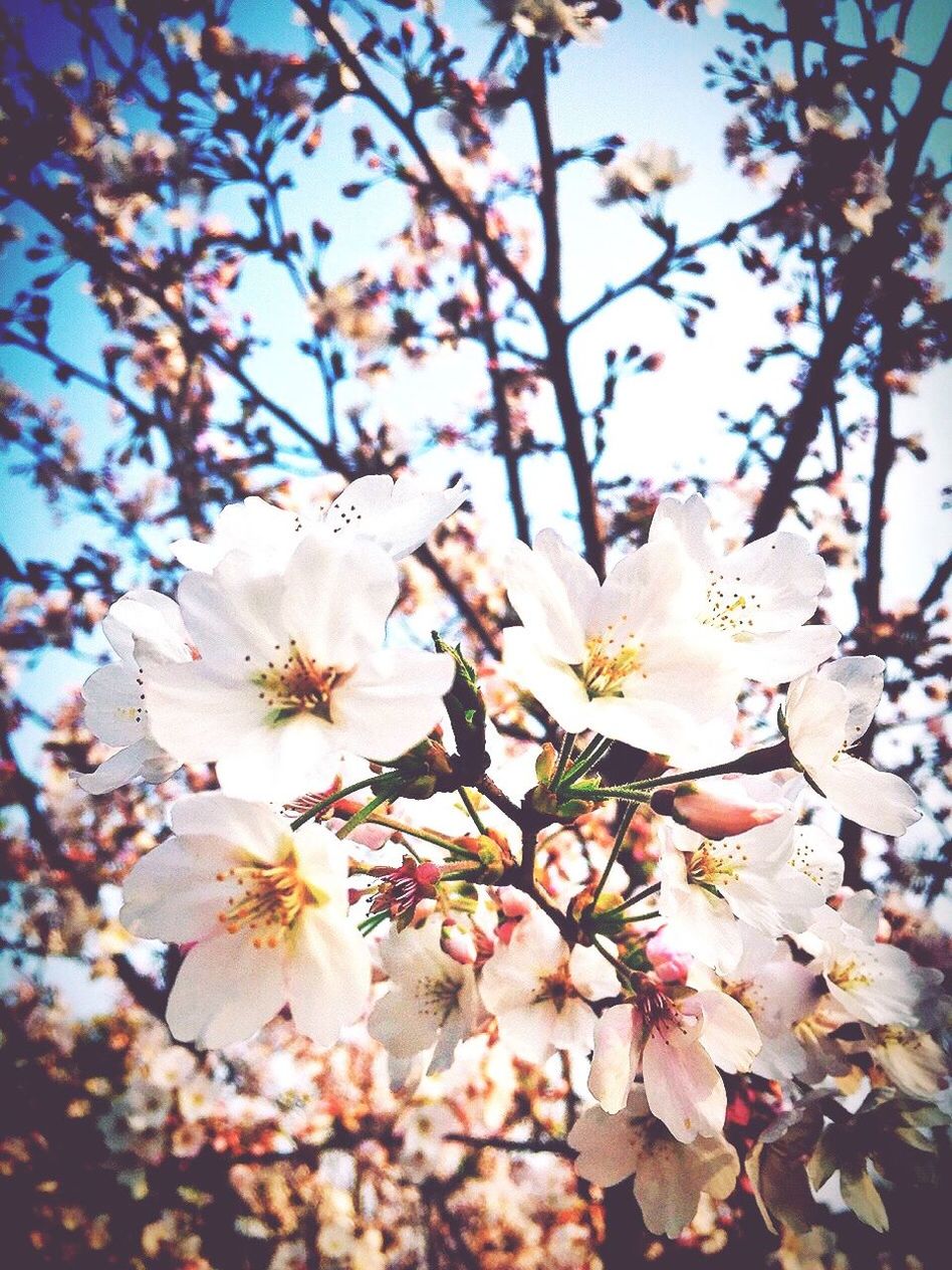 flower, branch, freshness, tree, growth, fragility, cherry blossom, beauty in nature, blossom, low angle view, nature, cherry tree, petal, in bloom, blooming, springtime, white color, close-up, fruit tree, twig