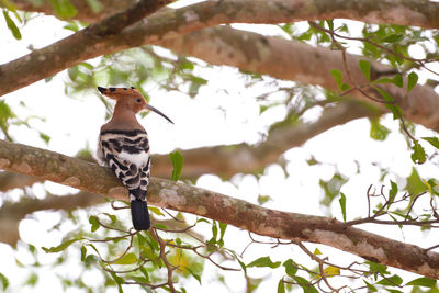 Low angle view of bird perching on branch