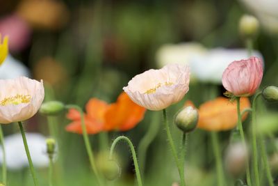 Close-up of flowering plant