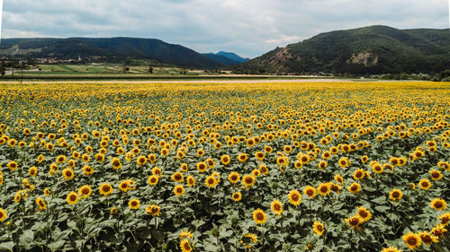 Scenic view of yellow flowers growing in field