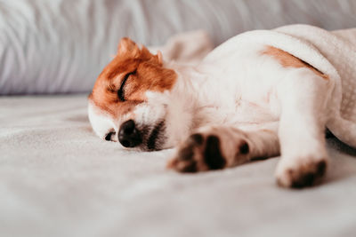 Close-up of dog sleeping on bed