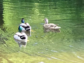 Ducks swimming in lake