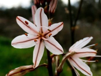 Close-up of flower against blurred background