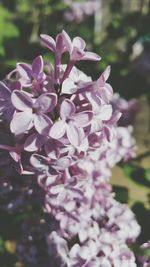 Close-up of purple flowers blooming outdoors