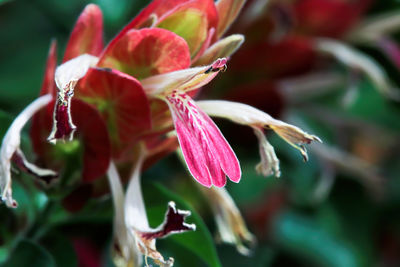 Close-up of pink flowering plant