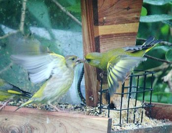 Close-up of bird perching on feeder