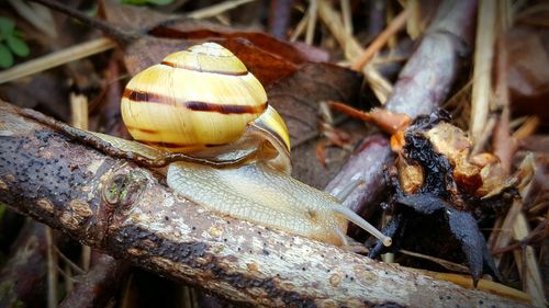 Close-up of snail on twig