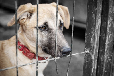 Dog in animal shelter waiting for adoption. portrait of red homeless dog in animal shelter cage.