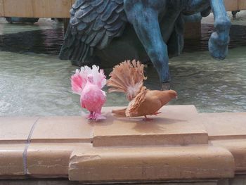 Close-up of birds by water