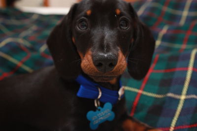 Close-up portrait of black dog