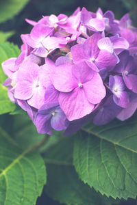 Close-up of pink hydrangea