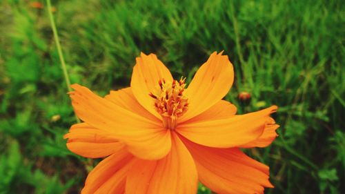 Close-up of flowers blooming outdoors